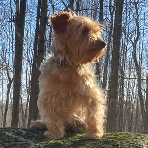 Meet your Posher, Joe